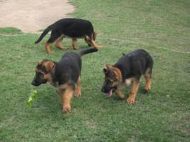 Canil Recanto da Vov� - Vilatur