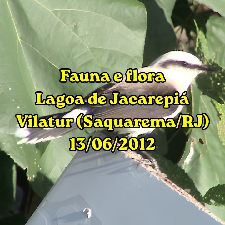 Fauna e flora da Lagoa de Jacarepiá em Vilatur (Saquarema) – Junho de 2012 Pássaro na Lagoa de Jacarepiá em Vilatur (Saquarema) - 2012
