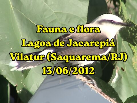 Pássaro na Lagoa de Jacarepiá em Vilatur (Saquarema) - 2012
