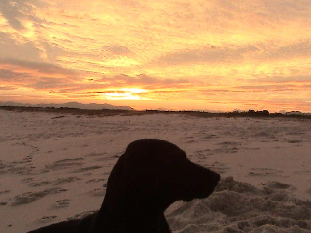 Cachorro-Surfista-06