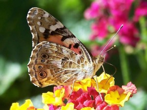 Primavera-borboletas