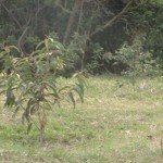 Limpeza-Lagoa-Jacarepia-Vilatur-Saquarema(14)