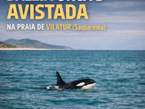 Baleia Orca na praia de Vilatur (Saquarema) 2013 Baleia Orca na praia de Vilatur