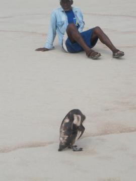 Pinguim na praia de Vilatur (Saquarema/RJ)