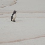 Pinguim-Vilatur-Saquarema(1)