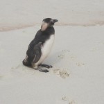 Pinguim-Vilatur-Saquarema(3)