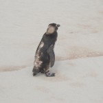Pinguim-Vilatur-Saquarema(5)