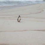 Pinguim-Vilatur-Saquarema(2)