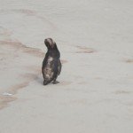Pinguim-Vilatur-Saquarema(4)