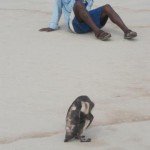 Pinguim-Vilatur-Saquarema(6)