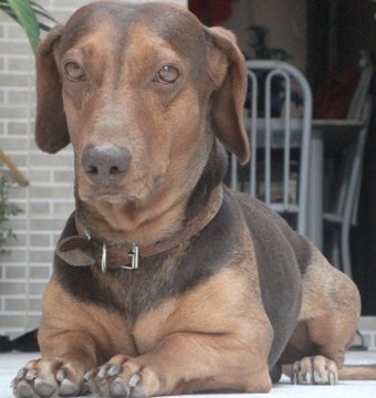 Cão Basset perdido em Vilatur (Saquarema).