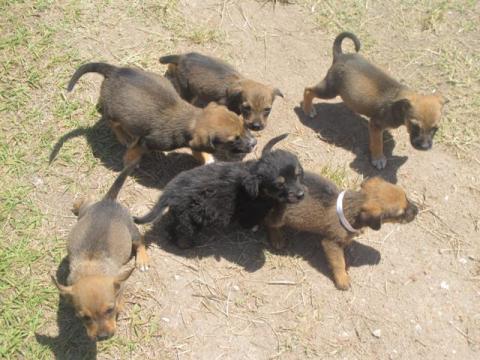 Cadelinha com 7 filhotes abandonados em Vilatur.