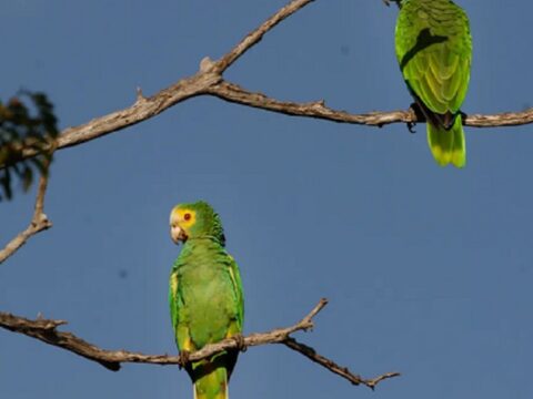 Papagaios são avistados em Vilatur (Saquarema)