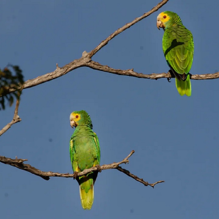 Papagaios são avistados em Vilatur (Saquarema)