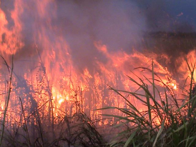 Continuam os incêndios na reserva florestal de Vilatur (Saquarema).