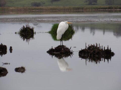 Chuvas trazem esperança para a Lagoa de Jacarepiá, em Vilatur (Saquarema). Chuvas trazem esperança para a Lagoa de Jacarepiá, em Vilatur (Saquarema).