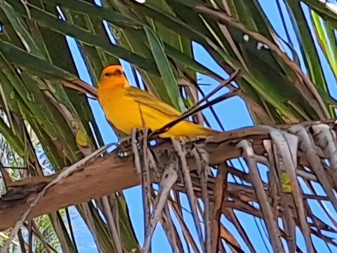 Canarinho foge do calor e encanta na Praia de Vilatur, em Saquarema Canário da Terra é flagrado na Praia de Vilatur (Saquarema)
