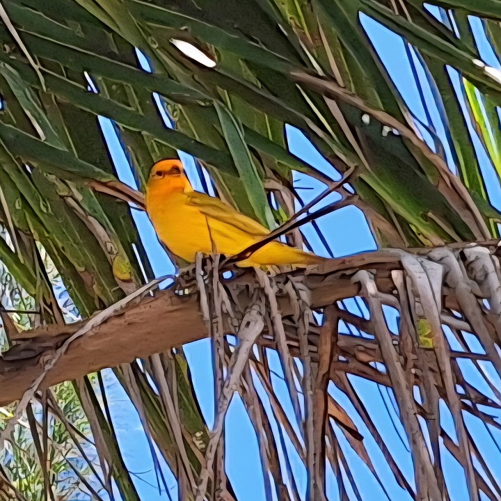 Canário da Terra é flagrado na Praia de Vilatur (Saquarema)